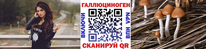 Купить  Кедровый  Галлюциногенные грибы MAGIC MUSHROOMS 